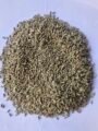 Cumin seed