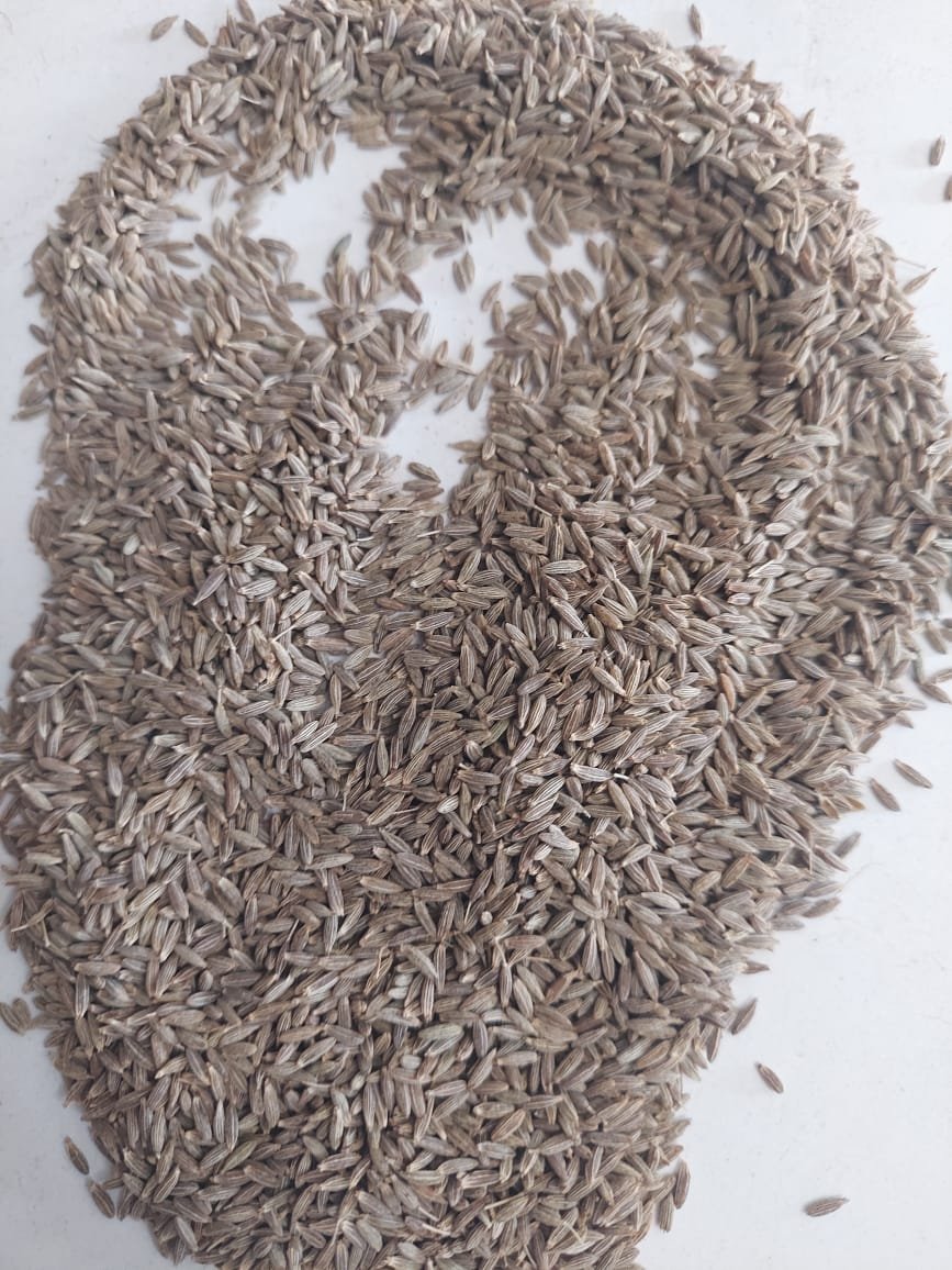 IMG-20240912-WA0053.jpg Cumin seeds - Image 1