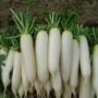 Radish - Image 2
