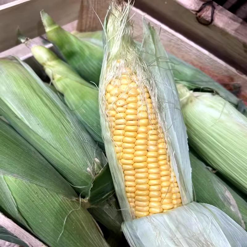 Swwet-corn.jpg Sweet corn - Image 1