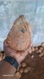 Semi Husked Coconuts