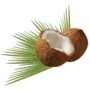 Semi Husked Coconuts - Image 3