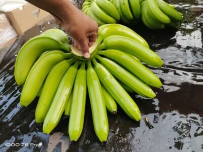 Fresh Cavendish bananas ready for export - premium quality tropical fruit