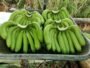 Cavendish Banana (G9) for Export